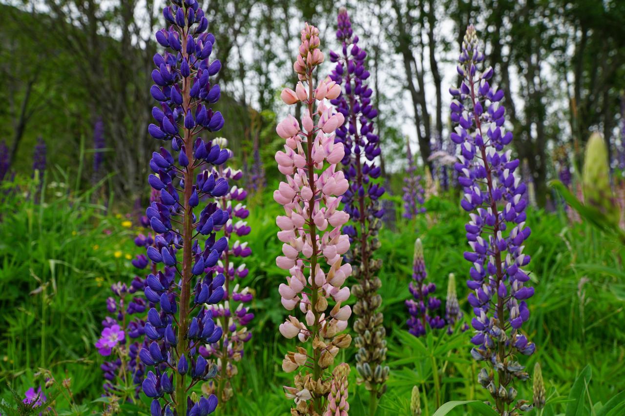 Tjeldsundbrua Camping Hotel Evenskjer Bagian luar foto